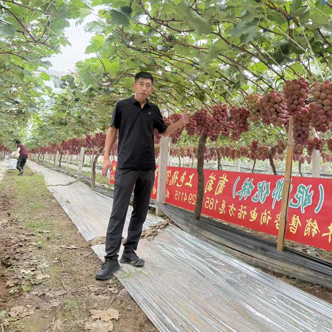 果之源苗木（妮娜优株)脆香红