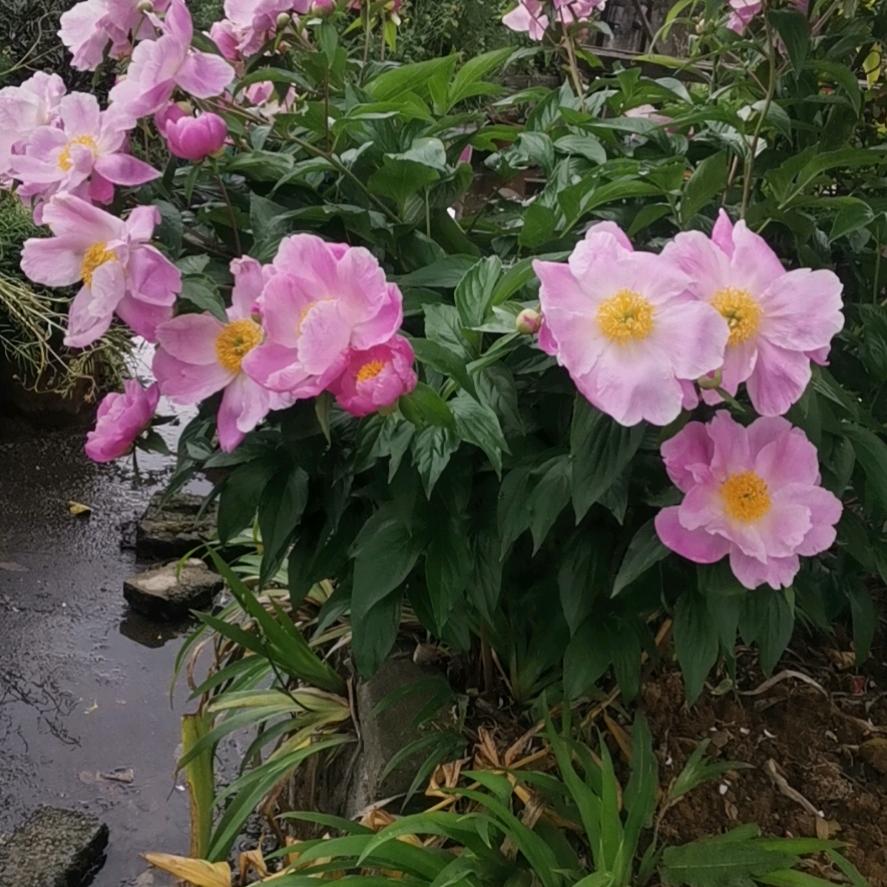 潘潘V
