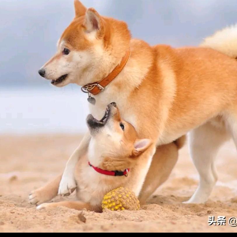 义犬户外