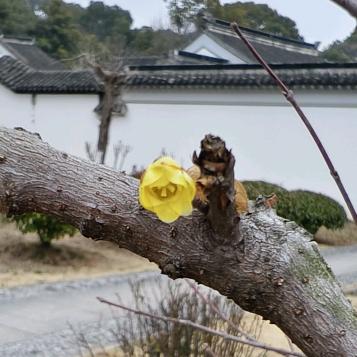 温润如玉