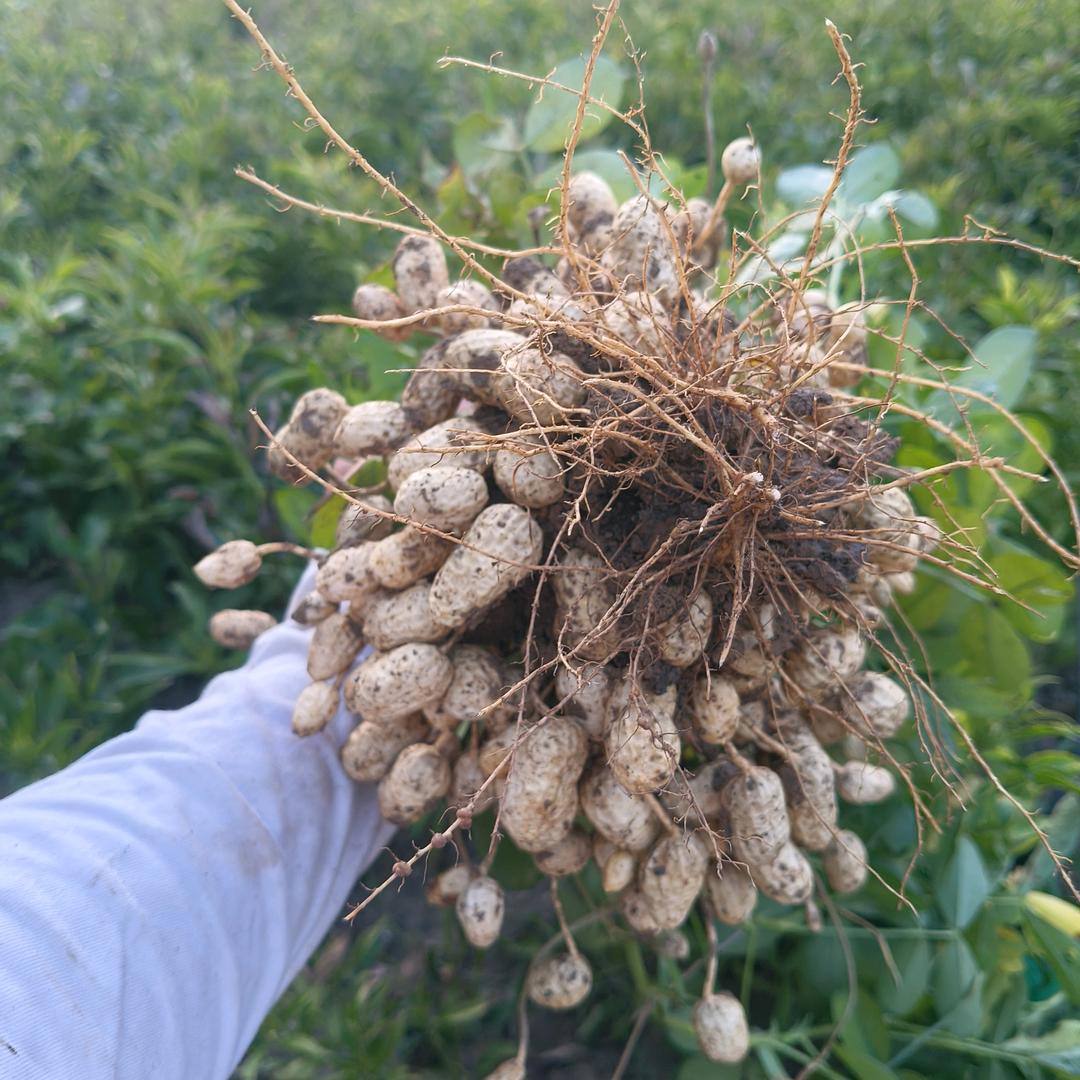 🌾🌻🌽🍠美好生活🍠🌽🌻🌾
