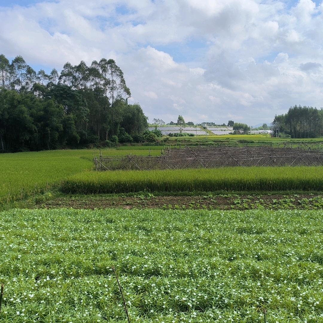 子衿悠悠
