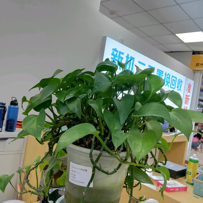 厚德载物