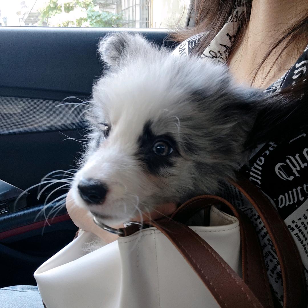 边牧柚柚💙