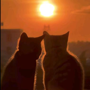 🕊꧔ꦿ᭄万般皆᭄是命᭄ღ🌈