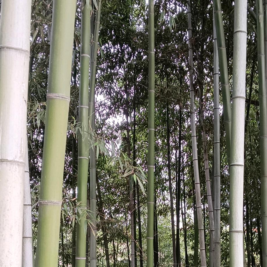 嘉兴家