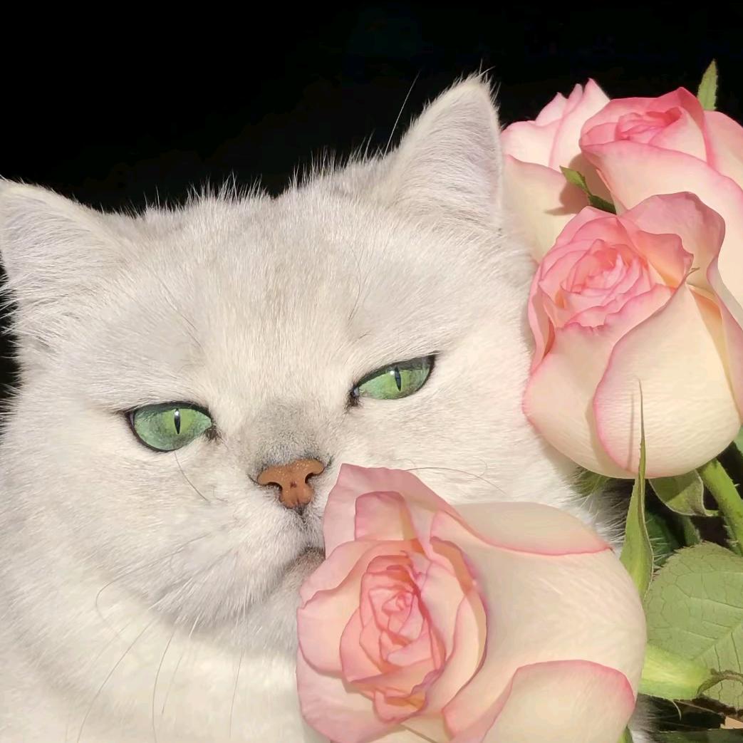 牡丹江🐱猫猫探房
