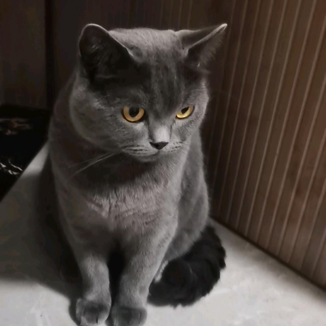 恩淑的猫狗日常