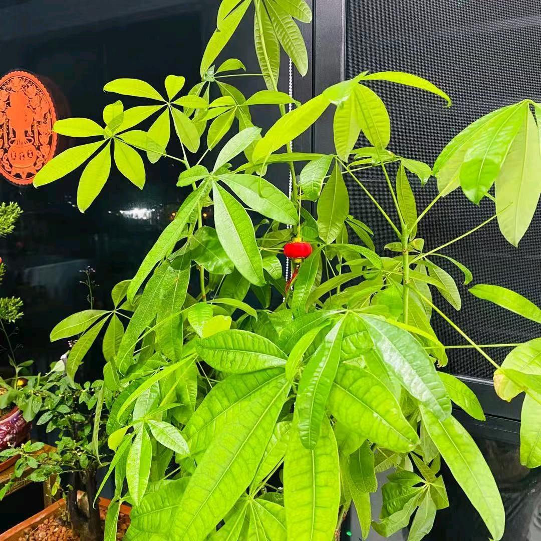 乐香基(马尾琅岐店)官方号