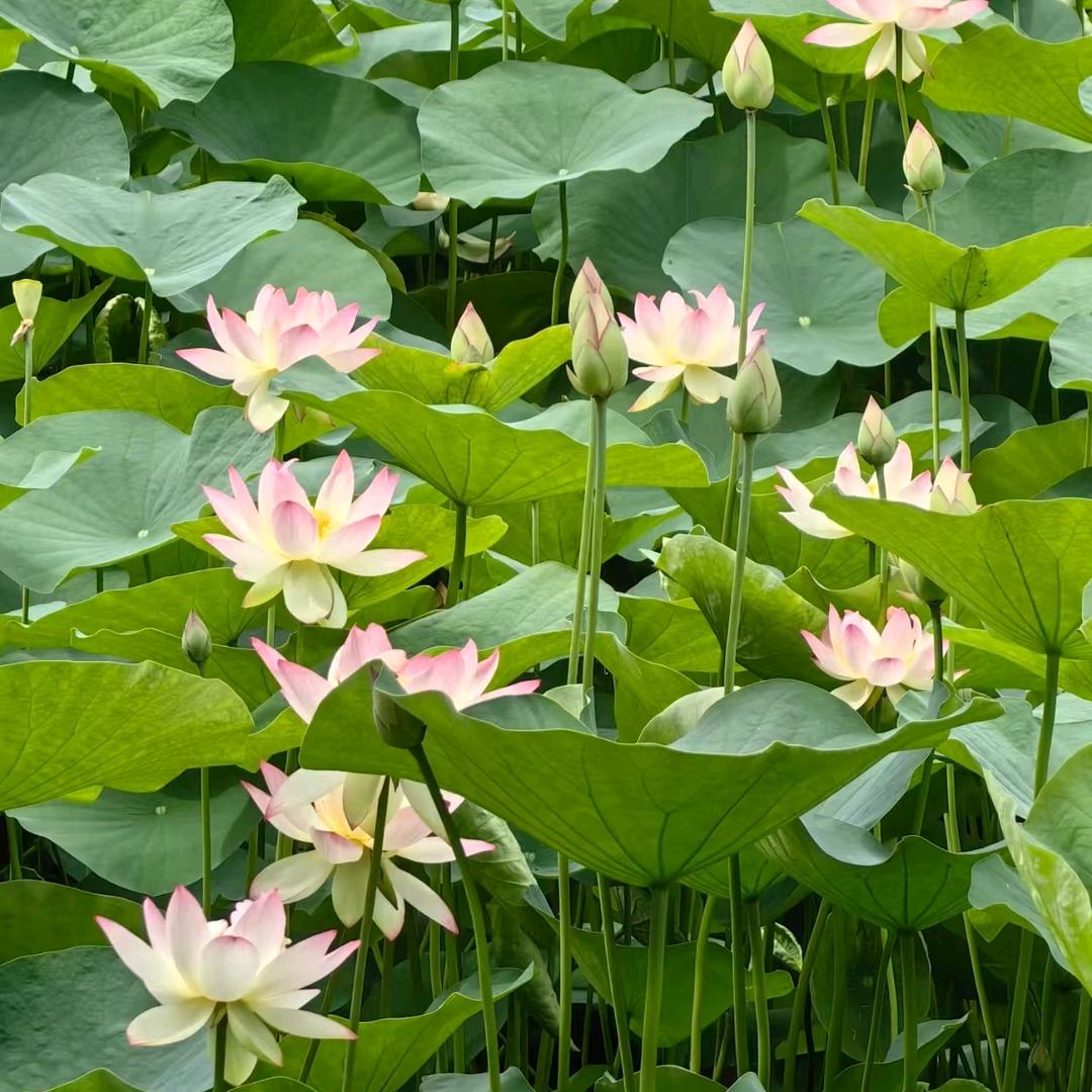 莲乡老农