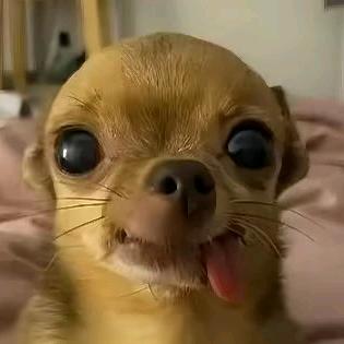 喜欢混的入