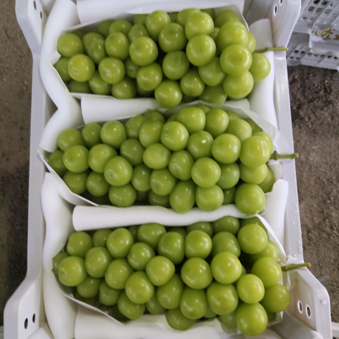 苏新葡萄代购代发李