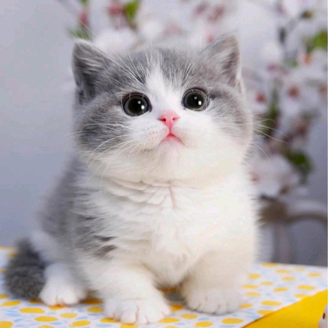 时尚轻奢女装1号