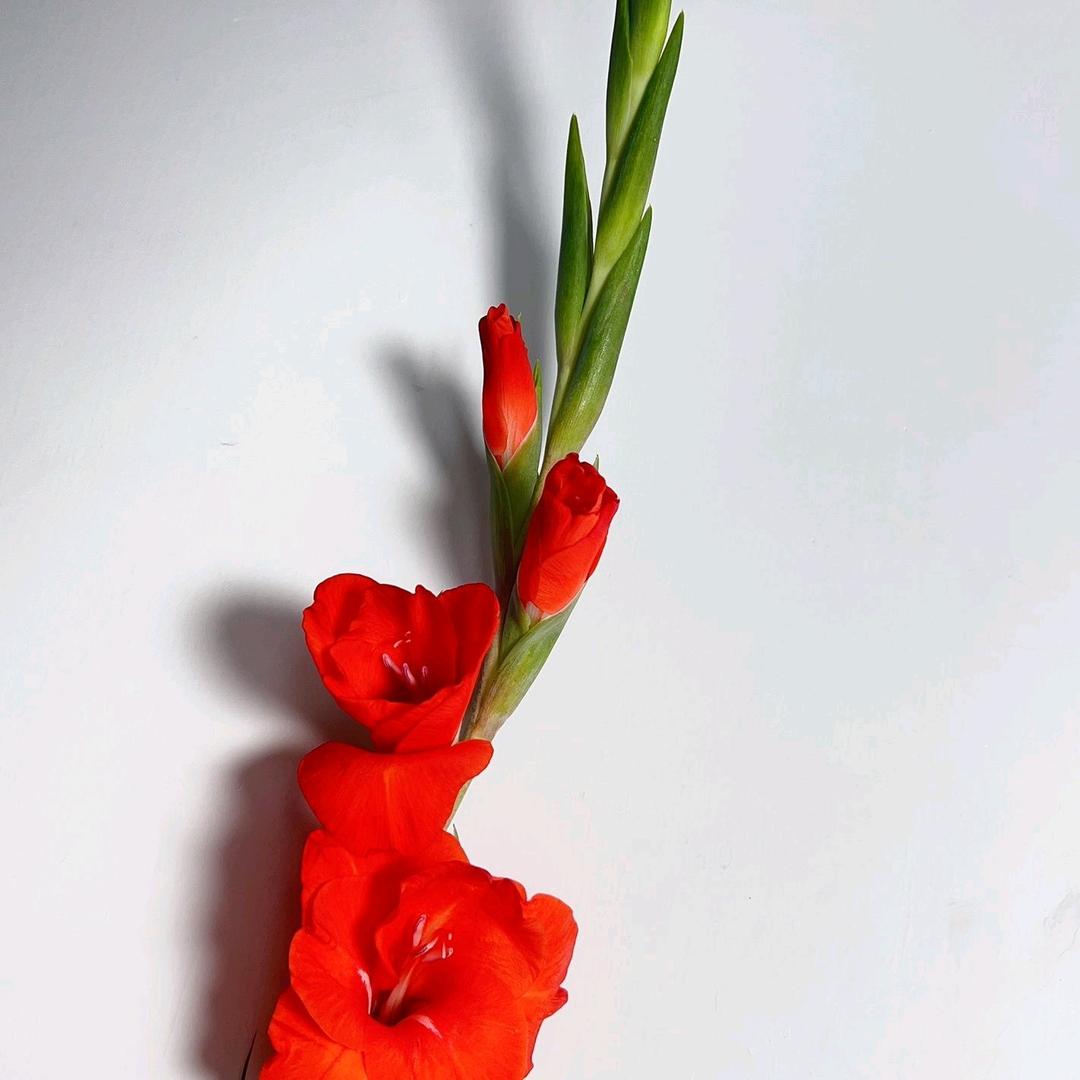 伊莱奥【优选】