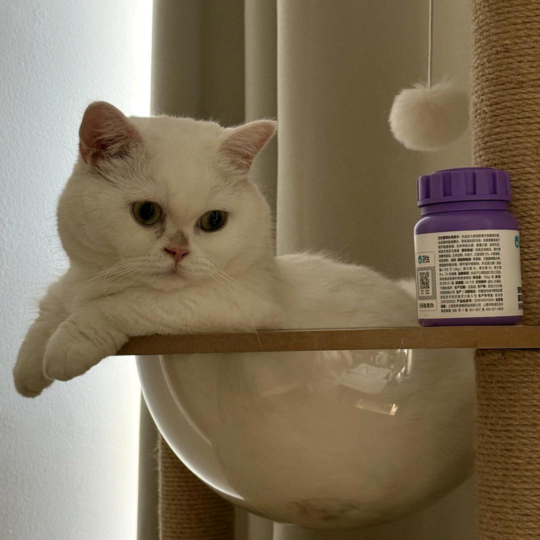 猪头们不要以为自己是小猫小狗