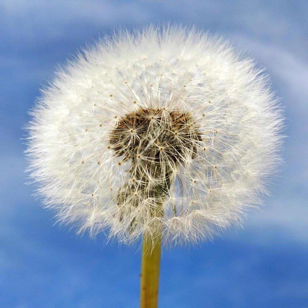 姜子 葡萄 西班牙