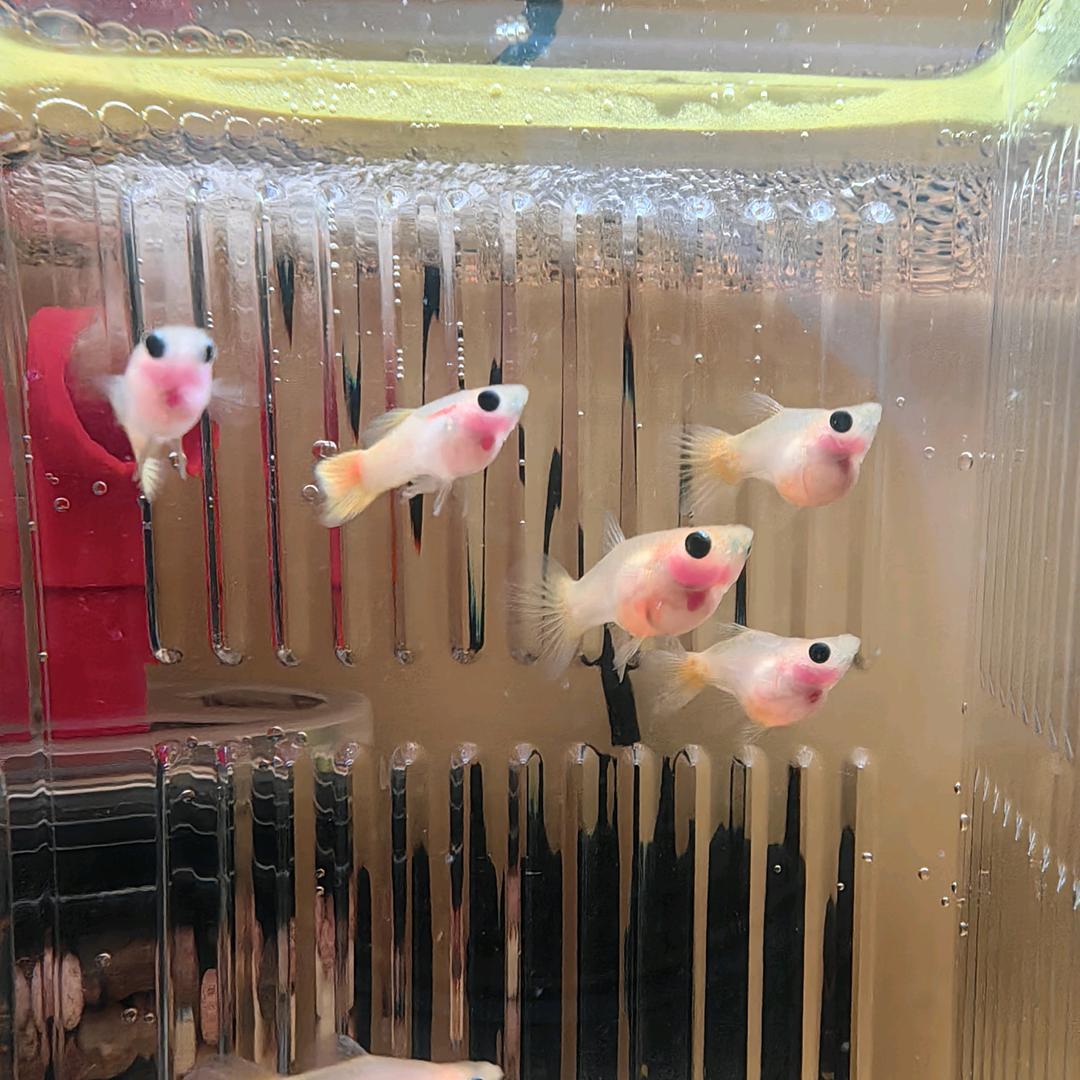 晓煜