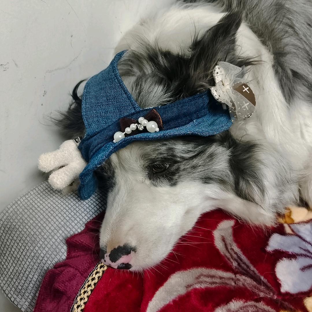 爱啦犬舍