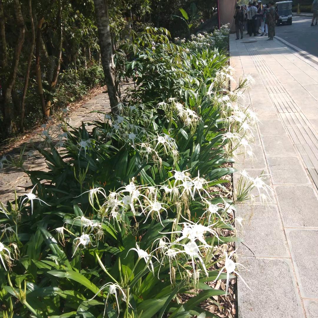 洪兰