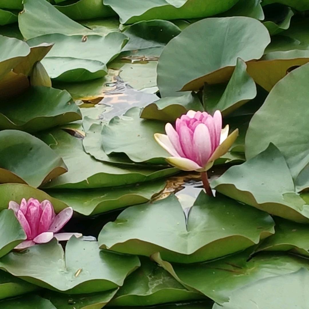 浅笑安然dy1cewbn9vf7