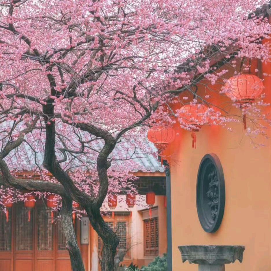忘头像