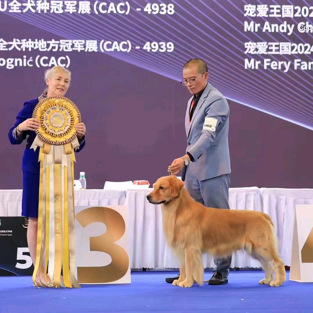 昆明金牌金毛犬舍