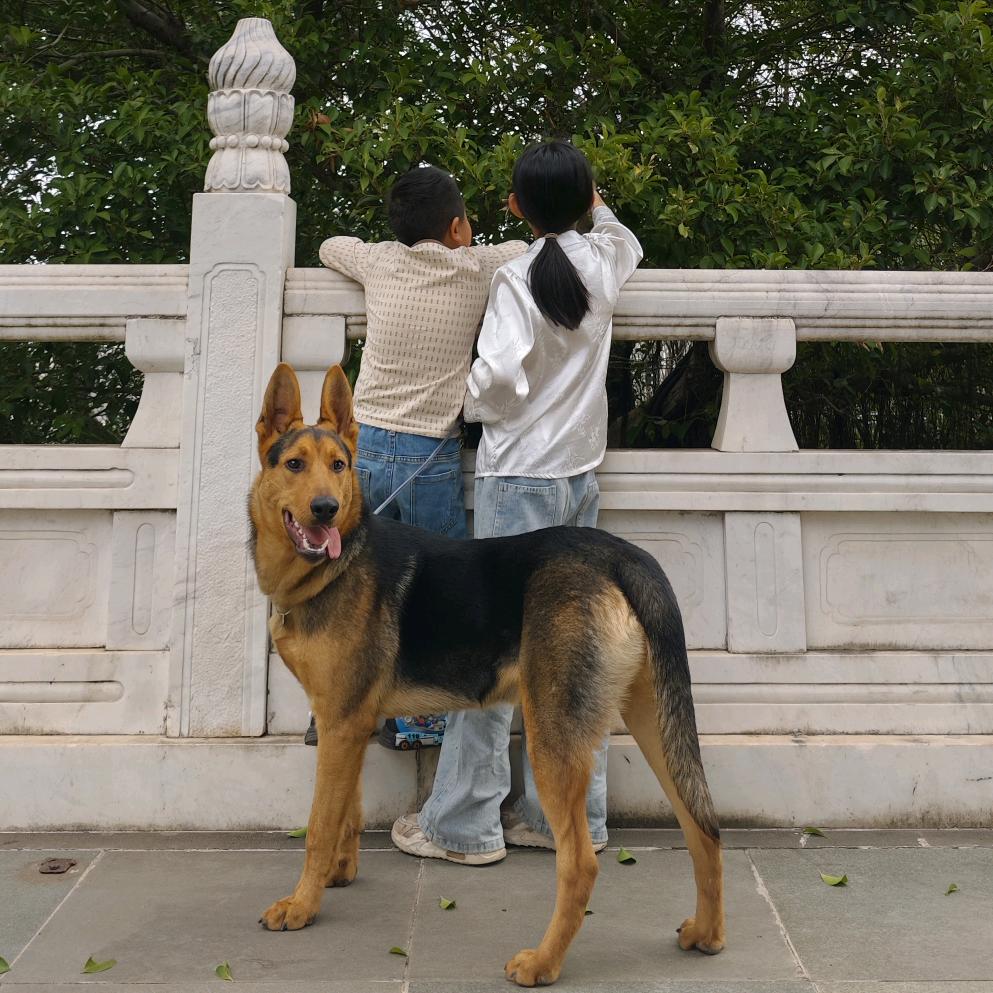 昆明犬“小黑”的日常