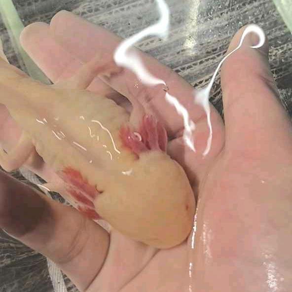 胡同里小酒馆（自唱）