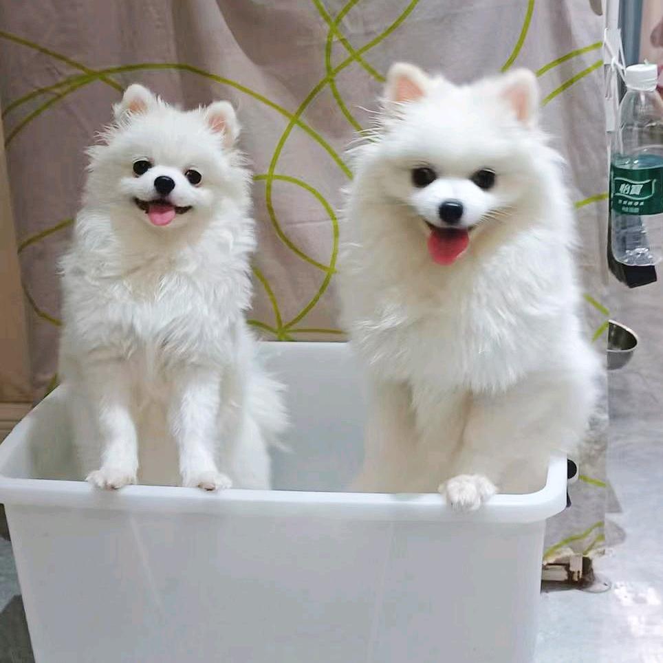 欠欠和甜甜的成长记录