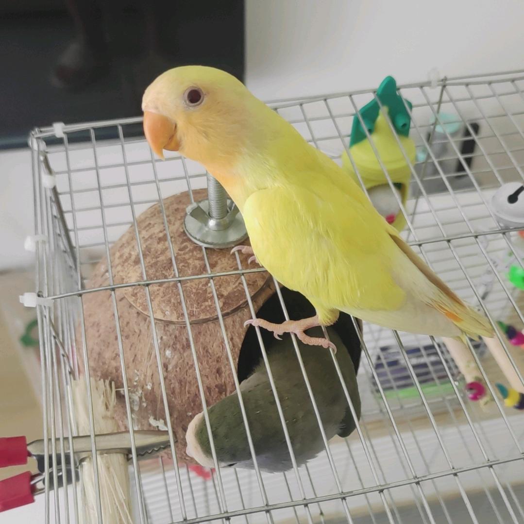 摇曳鳗