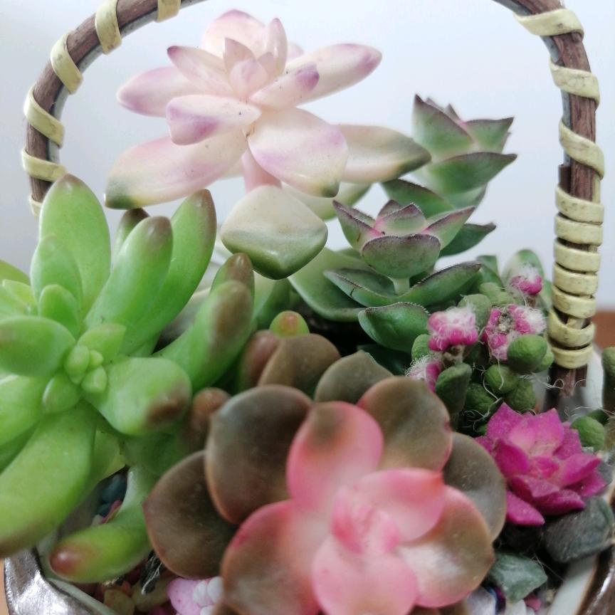 2025💞刘连忘樊💕520