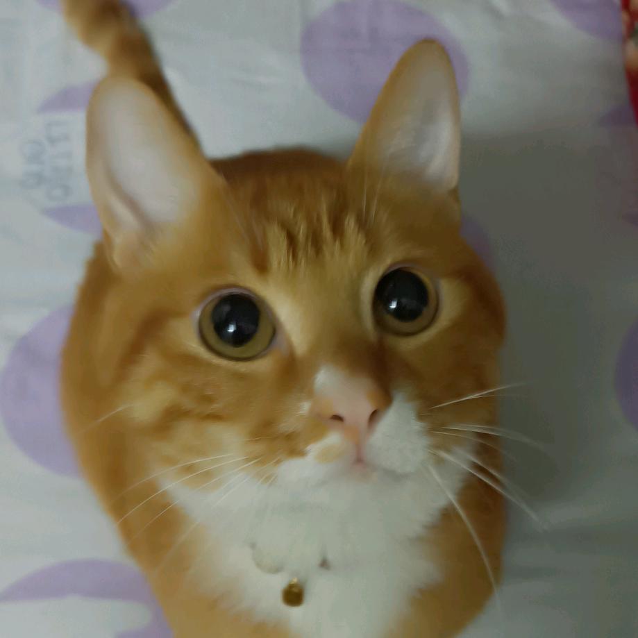 ✨咪咪✨