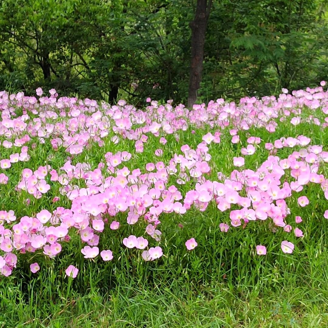 兰语悠悠🌺