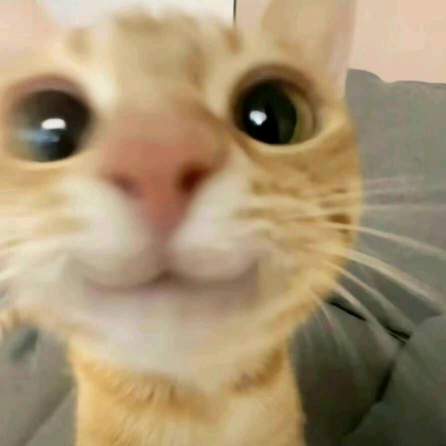 小猫嘉咖啡☕️