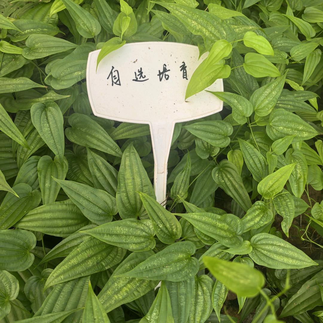 跨境 K