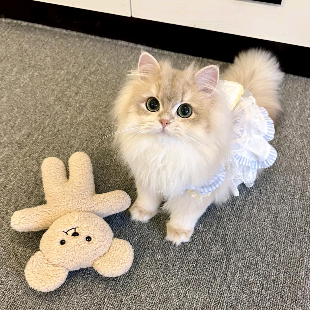 喵喵喵喵喵喵喵～