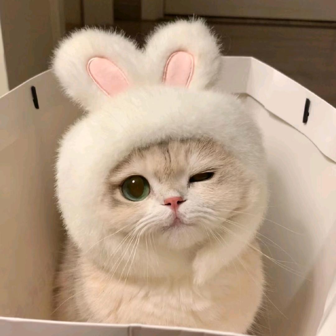 猫咪有故事