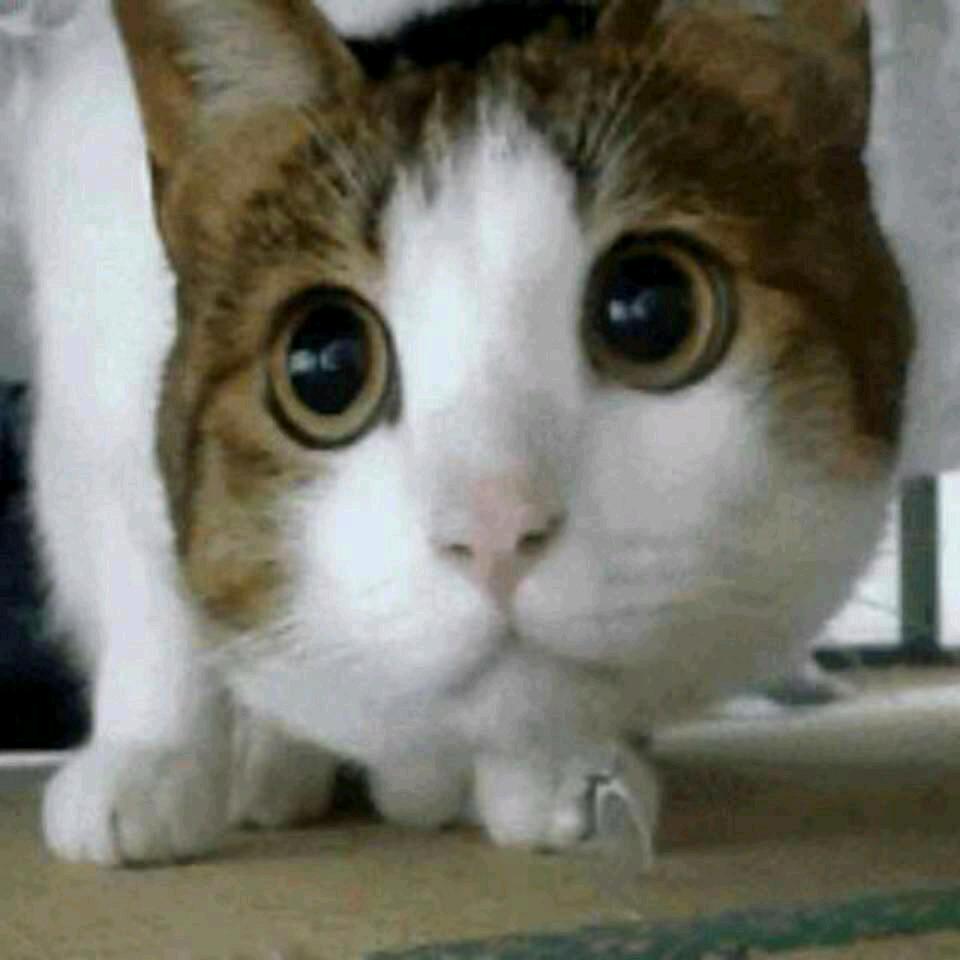 💕我是豆豆吖💖