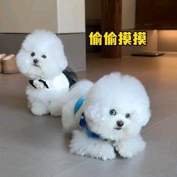 毛毛宠物用品