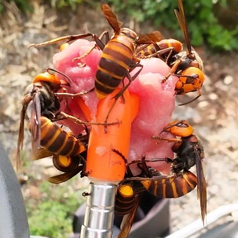 舒哥户外找蜂