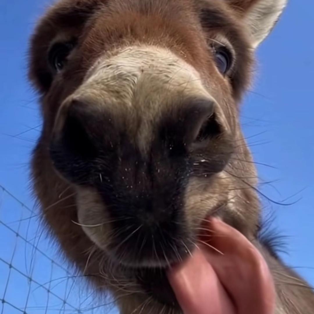 aaa18米1大挂师傅（有事国道找我）