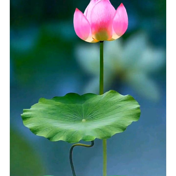 如歌岁月练歌台🎤！