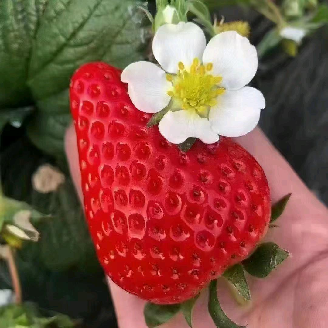 丹东草莓🍓🍓