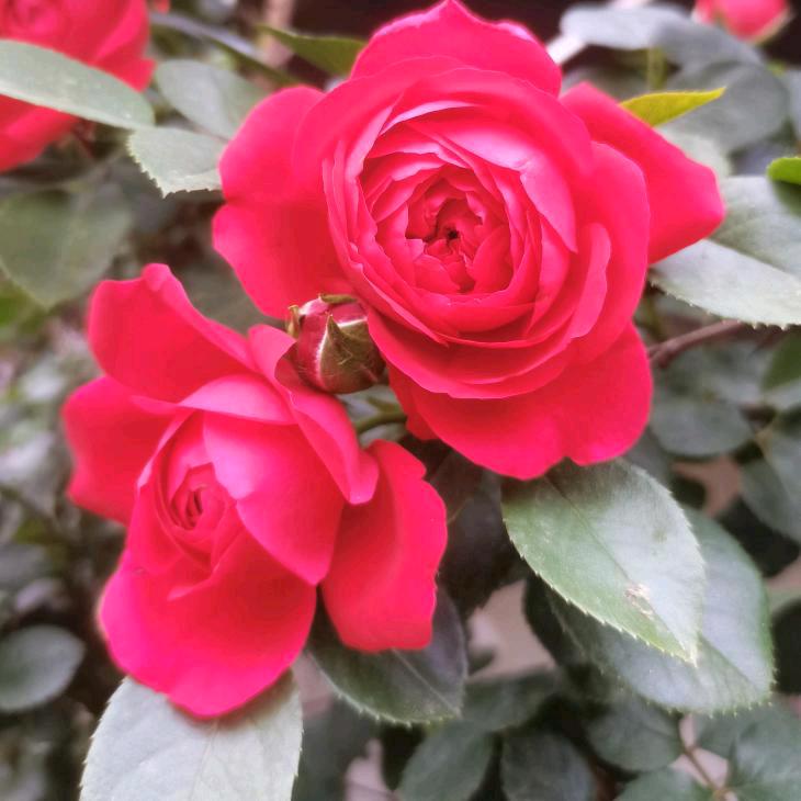 菁艺伟