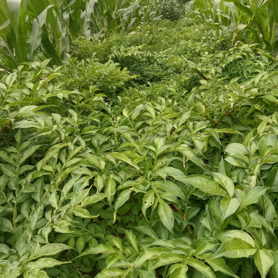我在农村也开心🌹🌹