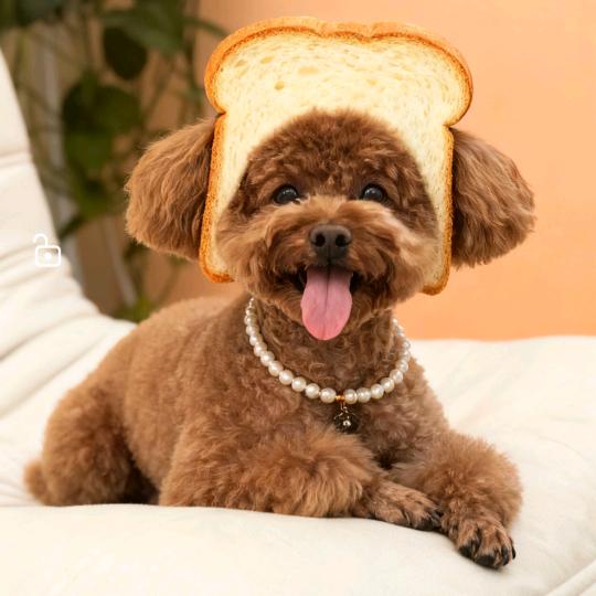 一只田仔🧚‍♀️