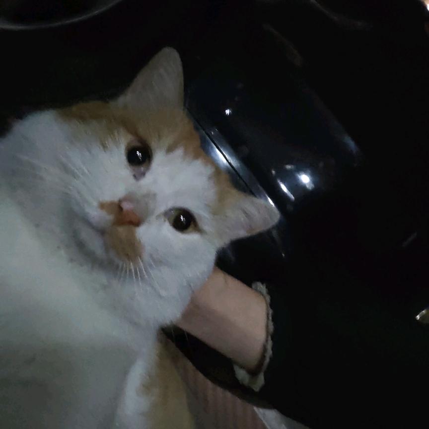 瞎搞虾糕
