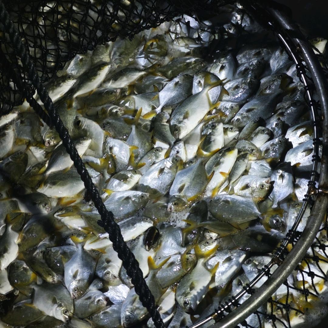 渔小弟新鲜优选