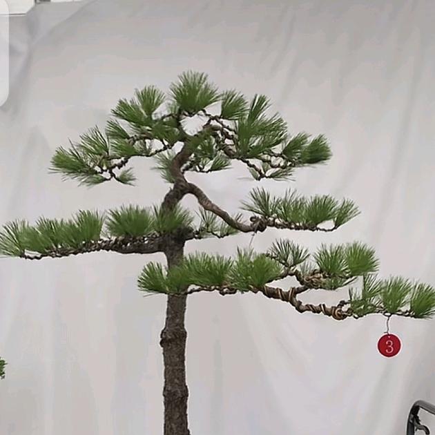 林哥，果树园艺场