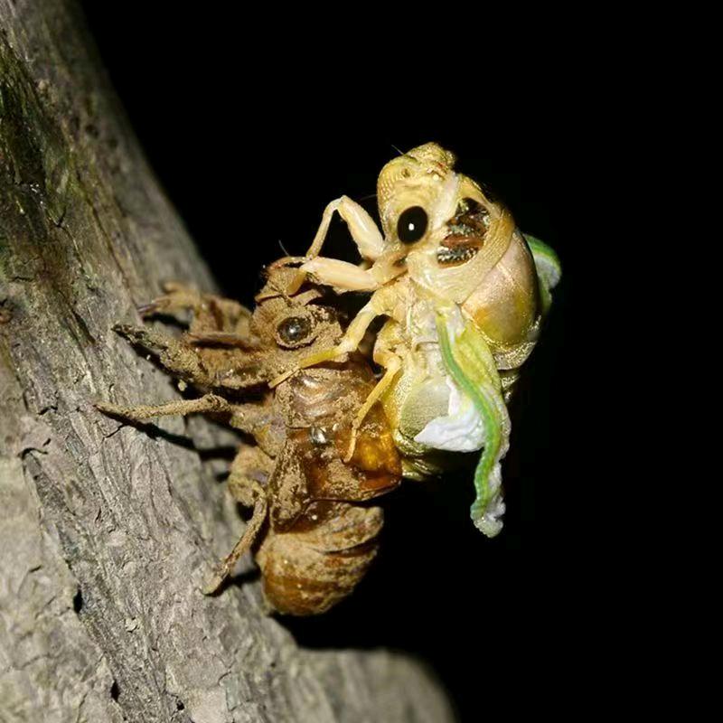 昆虫专卖店官方号